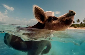 《愤怒的小鸟2》新版宣传片和幕后制作花絮