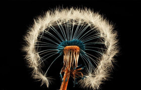 Houdini - L-system基础教学植物篇