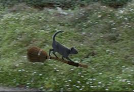 短片欣赏--猫女巫