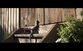 短片欣赏--飞行的猫