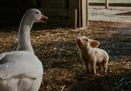 电影禽类道具制作