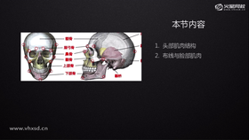 1.头部肌肉结构
2.布线与脸部肌肉
