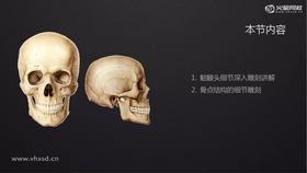 1.骷髅头细节深入雕刻讲解
2.骨点结构的细节雕刻