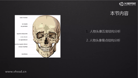 1.人物头部五官结构分析
2.人物头像骨点结构分析
