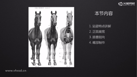 1.站姿特点讲解  2.正面肩宽  3.膝盖朝向  4.嘴部制作