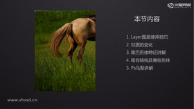 Layer图层使用技巧、材质的变化、尾巴形体特征讲解、尾骨结构及脊柱形体、PS马鬃讲解
