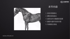 锁骨周围细化、踝骨结构强化、盆骨走向轮廓的连接、眼袋与眉骨的关系、布线整合基础