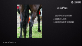 1、脚关节转折结构讲解 2、脚踝深入刻画 3、脚部结构疏密关系讲解