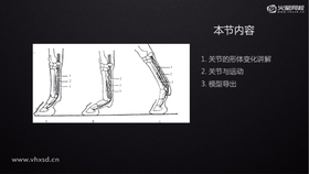 1.关节的形体变化讲解 2.关节与运动 3.模型导出
