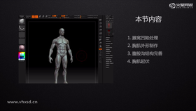 胸廓结构细化