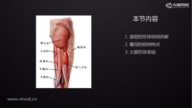 盆腔与大腿的关系