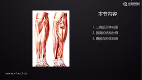 四肢的结构连贯性