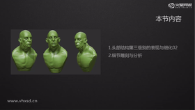 头部结构第三级别的表现与细化