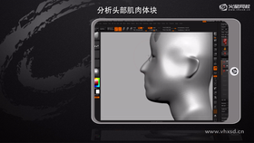 1. 头部外形整理 
2. 肌肉与头骨的距离关系 
3. 肌肉体定位 
4. 底座外形调整