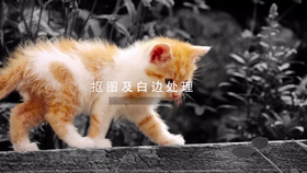 本小节主要讲解本套课程中会涉及到那些内容和知识点。