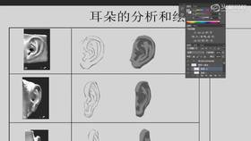 耳朵光影解析(2)